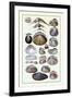 Shells: Dimyaria-G.b. Sowerby-Framed Art Print