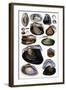 Shells: Dimyaria-G.b. Sowerby-Framed Art Print