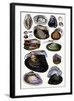 Shells: Dimyaria-G.b. Sowerby-Framed Art Print