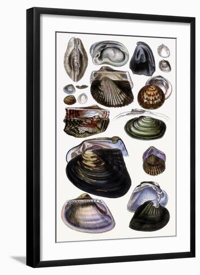 Shells: Dimyaria-G.b. Sowerby-Framed Art Print