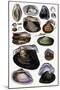 Shells: Dimyaria-G.b. Sowerby-Mounted Art Print
