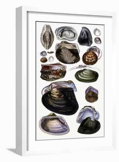 Shells: Dimyaria-G.b. Sowerby-Framed Art Print