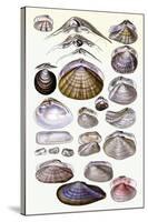 Shells: Dimyaria-G.b. Sowerby-Stretched Canvas