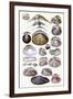 Shells: Dimyaria-G.b. Sowerby-Framed Art Print