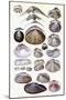 Shells: Dimyaria-G.b. Sowerby-Mounted Art Print