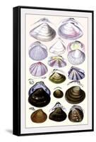 Shells: Dimyaria-G.b. Sowerby-Framed Stretched Canvas