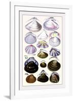 Shells: Dimyaria-G.b. Sowerby-Framed Art Print