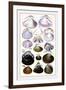 Shells: Dimyaria-G.b. Sowerby-Framed Art Print