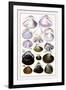 Shells: Dimyaria-G.b. Sowerby-Framed Art Print