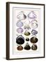 Shells: Dimyaria-G.b. Sowerby-Framed Art Print