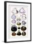 Shells: Dimyaria-G.b. Sowerby-Framed Art Print