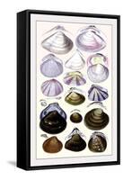 Shells: Dimyaria-G.b. Sowerby-Framed Stretched Canvas