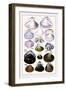 Shells: Dimyaria-G.b. Sowerby-Framed Art Print