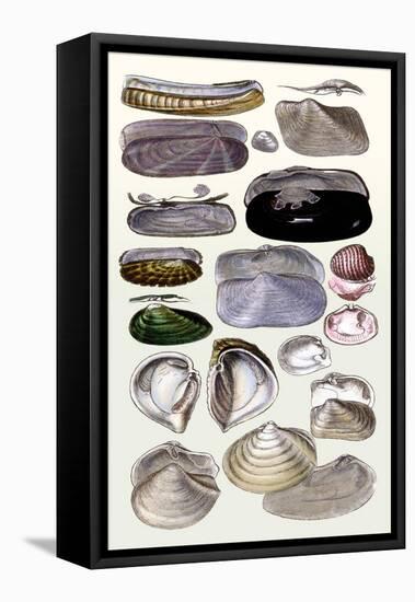 Shells: Dimyaria-G.b. Sowerby-Framed Stretched Canvas
