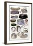 Shells: Dimyaria-G.b. Sowerby-Framed Art Print