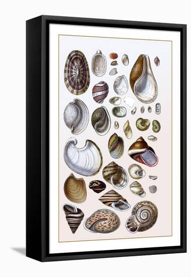 Shells: Gasteropoda and Trachelipoda-G.b. Sowerby-Framed Stretched Canvas