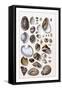 Shells: Gasteropoda and Trachelipoda-G.b. Sowerby-Framed Stretched Canvas