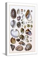Shells: Gasteropoda and Trachelipoda-G.b. Sowerby-Stretched Canvas