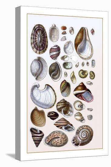 Shells: Gasteropoda and Trachelipoda-G.b. Sowerby-Stretched Canvas