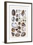 Shells: Gasteropoda and Trachelipoda-G.b. Sowerby-Framed Art Print