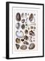 Shells: Gasteropoda and Trachelipoda-G.b. Sowerby-Framed Art Print