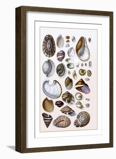 Shells: Gasteropoda and Trachelipoda-G.b. Sowerby-Framed Art Print