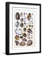 Shells: Gasteropoda and Trachelipoda-G.b. Sowerby-Framed Art Print