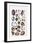 Shells: Gasteropoda and Trachelipoda-G.b. Sowerby-Framed Art Print