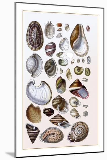 Shells: Gasteropoda and Trachelipoda-G.b. Sowerby-Mounted Art Print