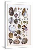 Shells: Gasteropoda and Trachelipoda-G.b. Sowerby-Stretched Canvas