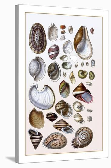 Shells: Gasteropoda and Trachelipoda-G.b. Sowerby-Stretched Canvas