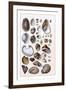 Shells: Gasteropoda and Trachelipoda-G.b. Sowerby-Framed Art Print