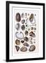 Shells: Gasteropoda and Trachelipoda-G.b. Sowerby-Framed Art Print