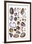 Shells: Gasteropoda and Trachelipoda-G.b. Sowerby-Framed Art Print