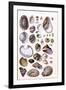 Shells: Gasteropoda and Trachelipoda-G.b. Sowerby-Framed Art Print