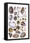 Shells: Gasteropoda and Trachelipoda-G.b. Sowerby-Framed Stretched Canvas