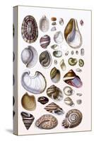 Shells: Gasteropoda and Trachelipoda-G.b. Sowerby-Stretched Canvas