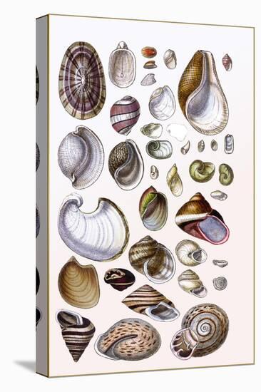 Shells: Gasteropoda and Trachelipoda-G.b. Sowerby-Stretched Canvas