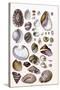 Shells: Gasteropoda and Trachelipoda-G.b. Sowerby-Stretched Canvas