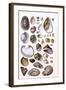 Shells: Gasteropoda and Trachelipoda-G.b. Sowerby-Framed Art Print