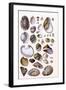 Shells: Gasteropoda and Trachelipoda-G.b. Sowerby-Framed Art Print