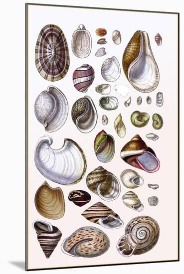Shells: Gasteropoda and Trachelipoda-G.b. Sowerby-Mounted Art Print