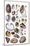 Shells: Gasteropoda and Trachelipoda-G.b. Sowerby-Mounted Art Print