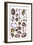 Shells: Gasteropoda and Trachelipoda-G.b. Sowerby-Framed Art Print