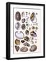 Shells: Gasteropoda and Trachelipoda-G.b. Sowerby-Framed Art Print