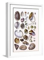 Shells: Gasteropoda and Trachelipoda-G.b. Sowerby-Framed Art Print