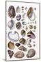 Shells: Gasteropoda and Trachelipoda-G.b. Sowerby-Mounted Art Print