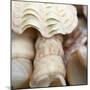 Shells I-Nicole Katano-Mounted Photo