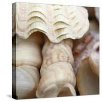 Shells I-Nicole Katano-Stretched Canvas