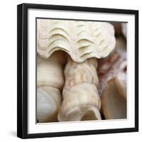 Shells I-Nicole Katano-Framed Photo